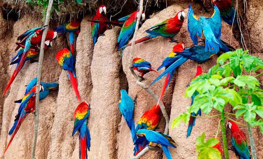 Tambopata Macaw Clay Lick 3d/2n