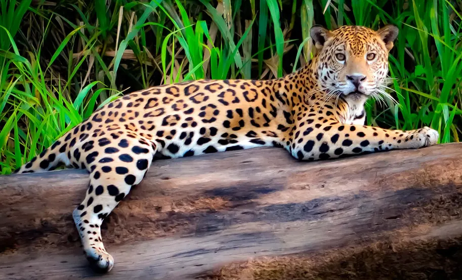 Tambopata National Reserve 3 Days